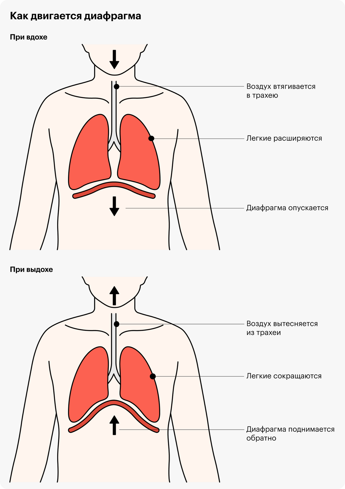 Источник:&nbsp;Asthma&nbsp;+&nbsp;Lung&nbsp;UK