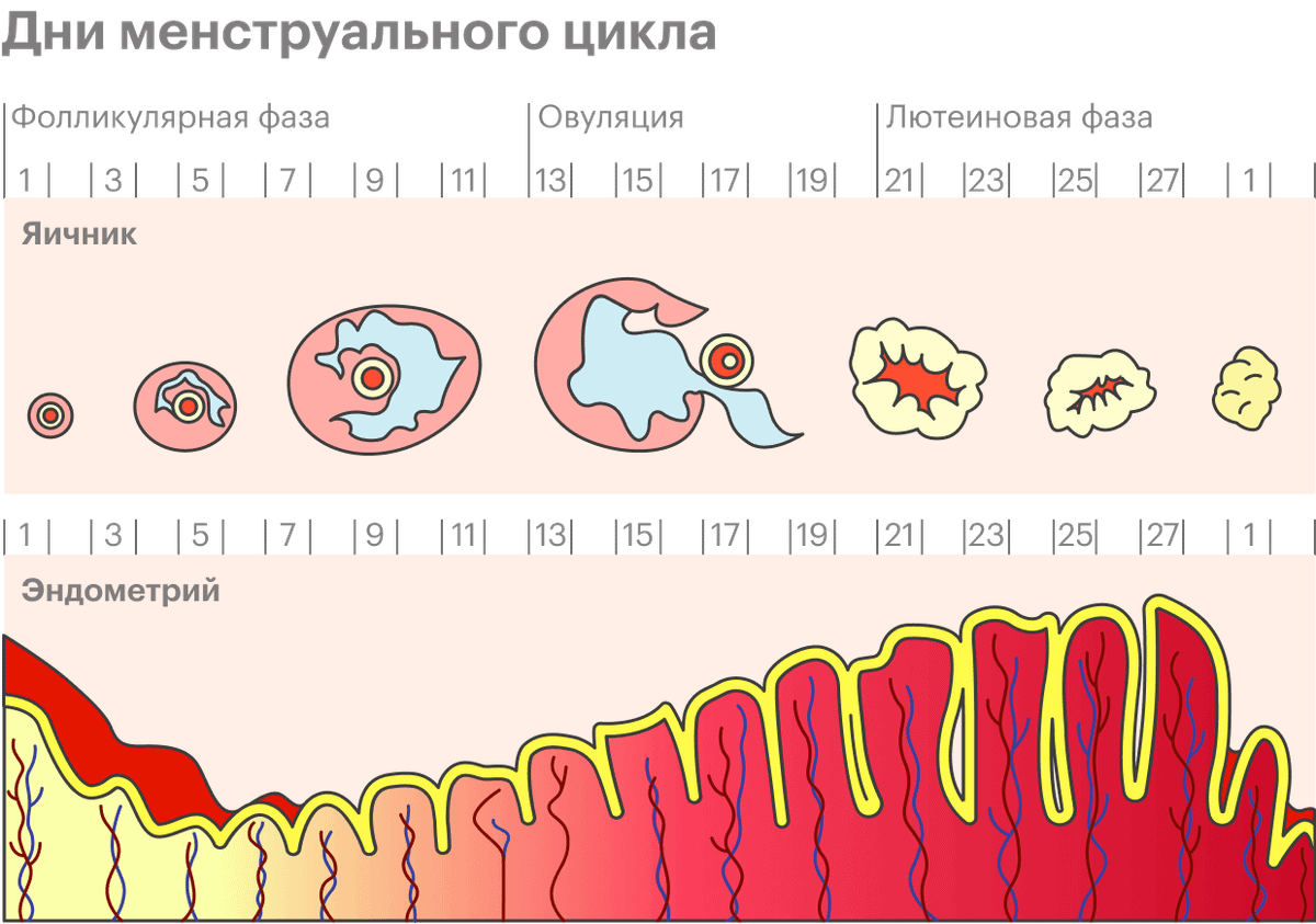 Клайра кровотечение в середине цикла. С днем месячных. Толщина эндометрия по фазам цикла. Может ли болеть грудь при овуляции.