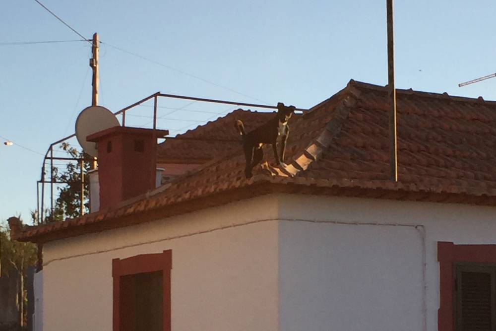 Собака на крыше там нормальное явление, потому что с другой стороны этот дом практически касается крышей земли