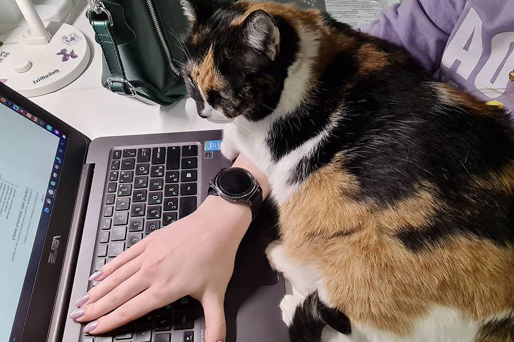 Кошка проверяет, правильно&nbsp;ли я выполняю свою работу