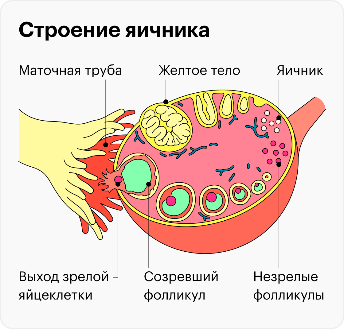 Какую функцию выполняет яичник. Яйцеклетка в фолликуле. Строение зрелого фолликула. Строение фолликула яичника