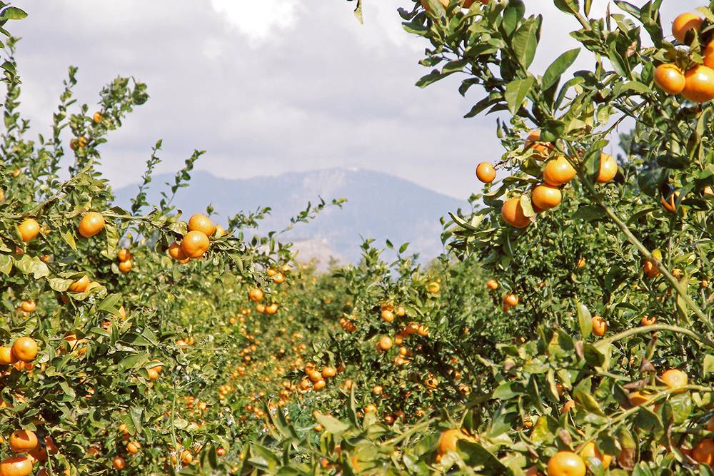 Срывать спелые мандарины с дерева — одно из самых ярких впечатлений от Кипра. Источник: Amanda Slater / flickr.com