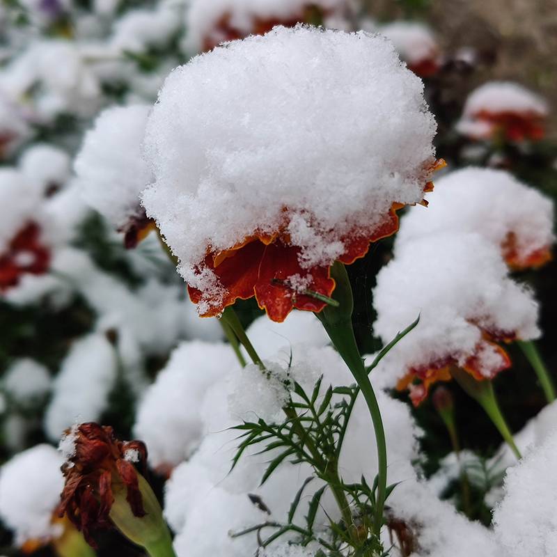 Цветы под&nbsp;снегом
