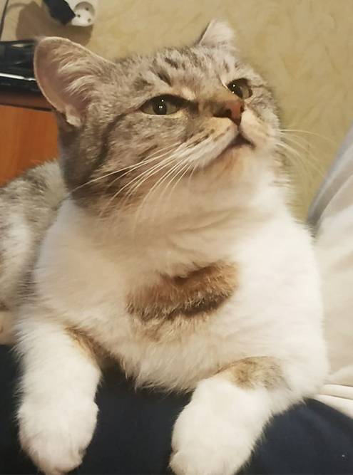 Наша котеечка. Коллега подобрал ее&nbsp;на&nbsp;улице в&nbsp;прошлом октябре