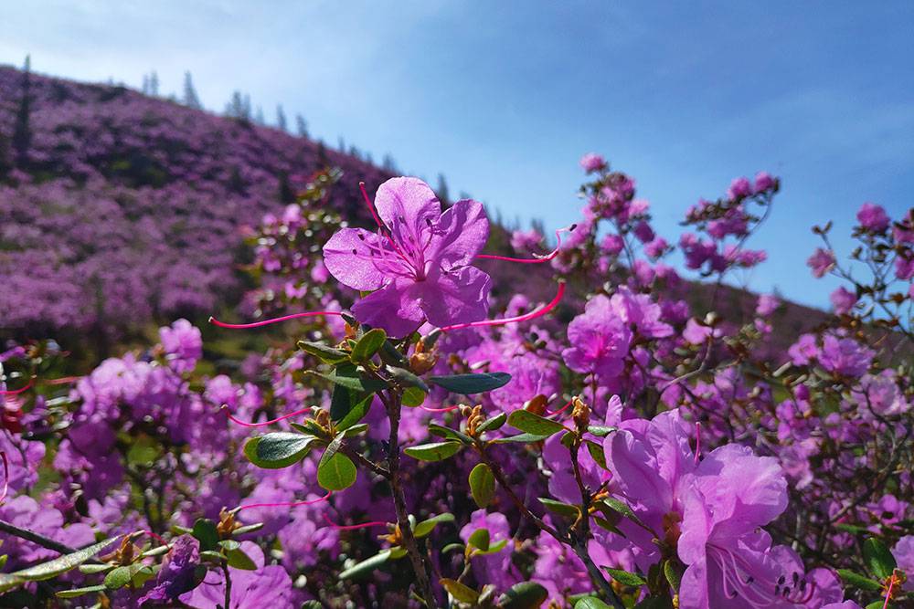 Багульник на алтае фото