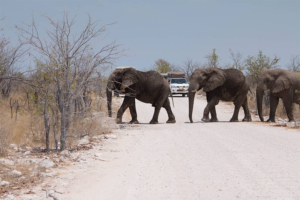 Ситуация на дороге в Намибии