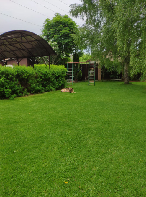 На обыкновенном садовом газоне лежит собака, но он тоже на первый взгляд выглядит отлично, хотя кое-где проглядывают желтоватые пятна