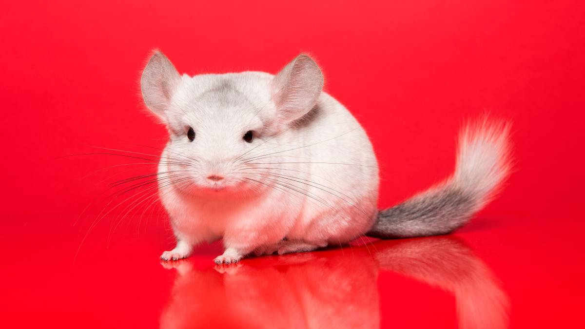 Can You House Train A Chinchilla