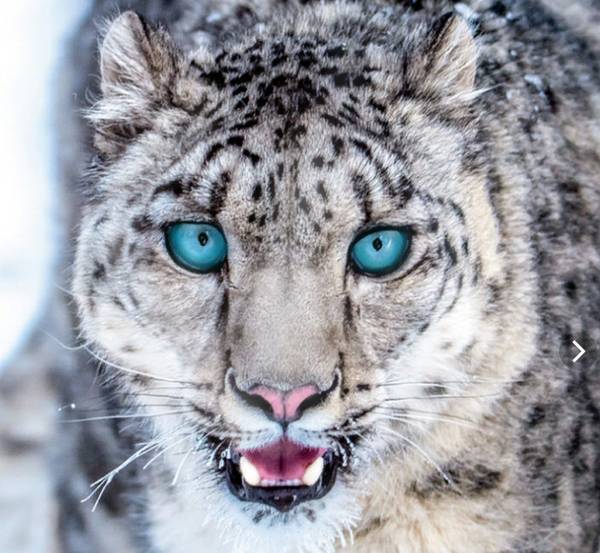 Константин Поникаровский