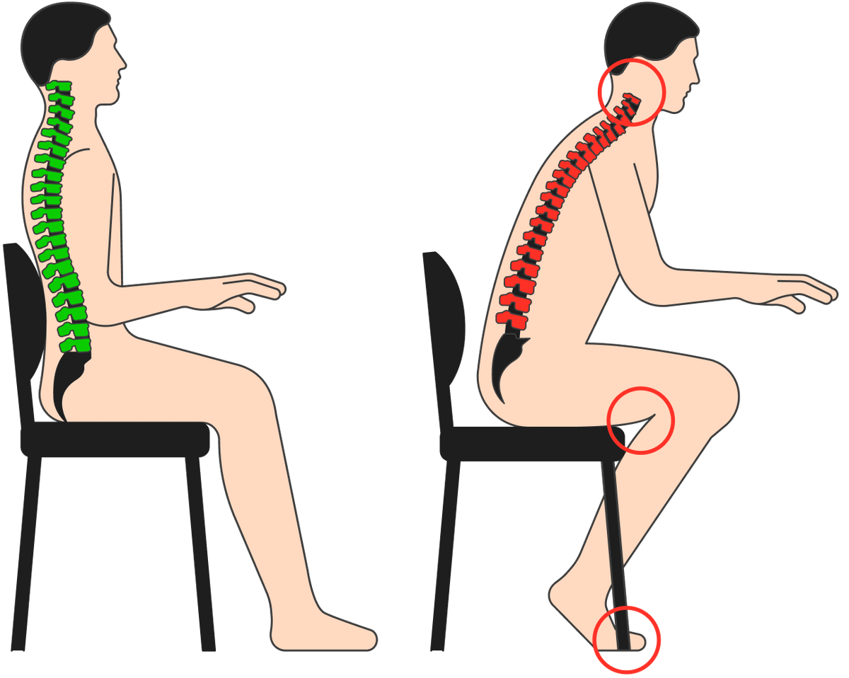 Позвоночник сидя. Изгибы позвоночника. Правильный изгиб позвоночника. Изгиб спины. Осанка позвоночник.