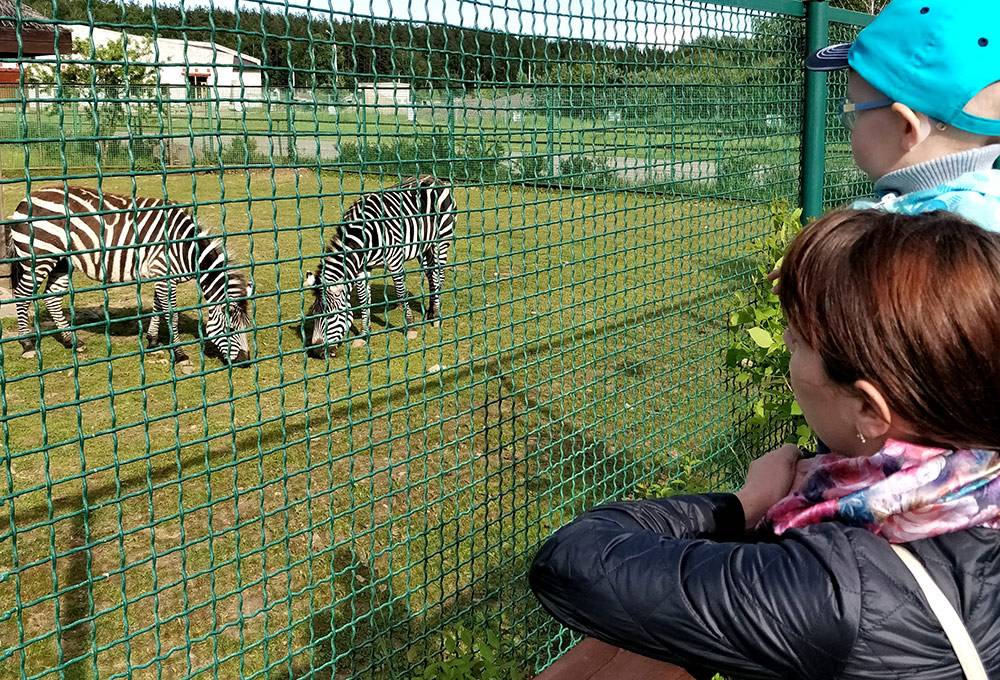 Животные в ярославском зоопарке живут в условиях, которые максимально приближены к естественным. Входной билет для взрослых стоит 250 рублей, дети до 7 лет — бесплатно
