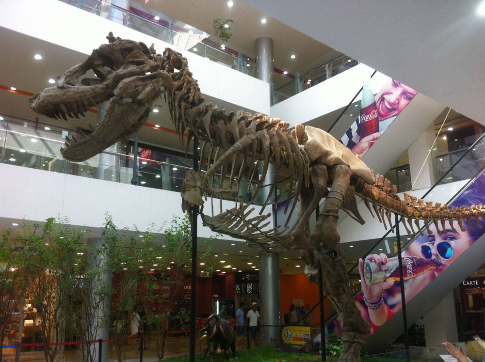 А еще Монголия — родина динозавров. Самые крупные скелеты нашли именно здесь. На фото — скелет тираннозавра в холле торгового центра «Хунн-молл» — тут же расположен филиал монгольского музея динозавров, пока основное его здание закрыто на реконструкцию