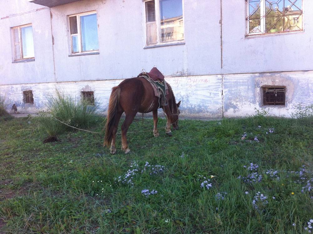 Летом в наш двор в Дархане каждое утро приезжает мужчина на лошади. Он продает парное молоко. С 8 утра начинает кричать под окнами: «Покупайте молоко!»
