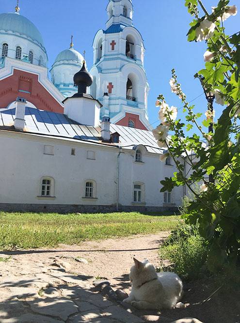Котикам на Валааме хорошо: здесь есть свое форелевое хозяйство и молочная ферма