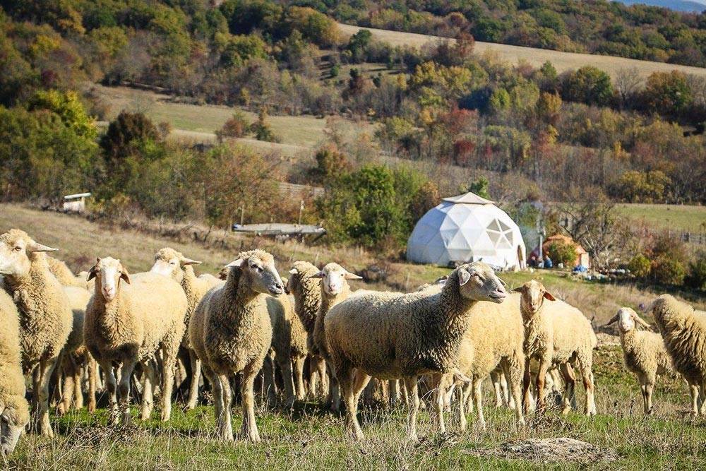 Отара овец в Бельбекской долине