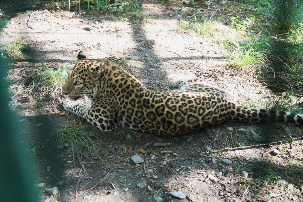 В комплексе есть и переднеазиатский леопард. Источник: Кавказский заповедник