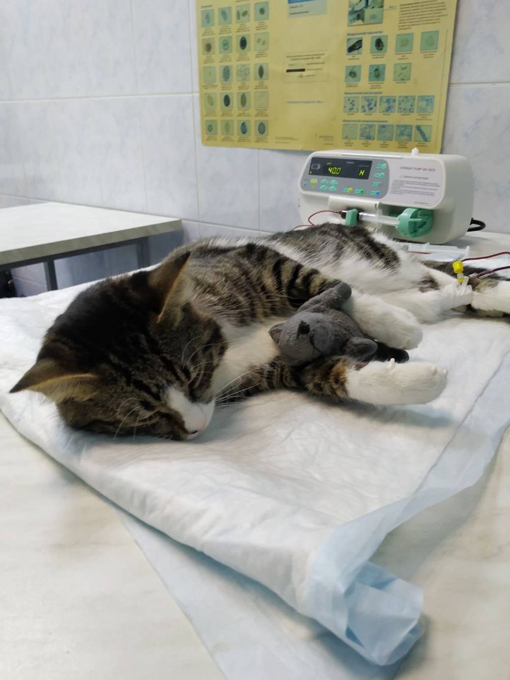 Сколько стоит лечение кошек, собак и енотов: 9 историй о дорогостоящей  медицинской помощи домашним животным