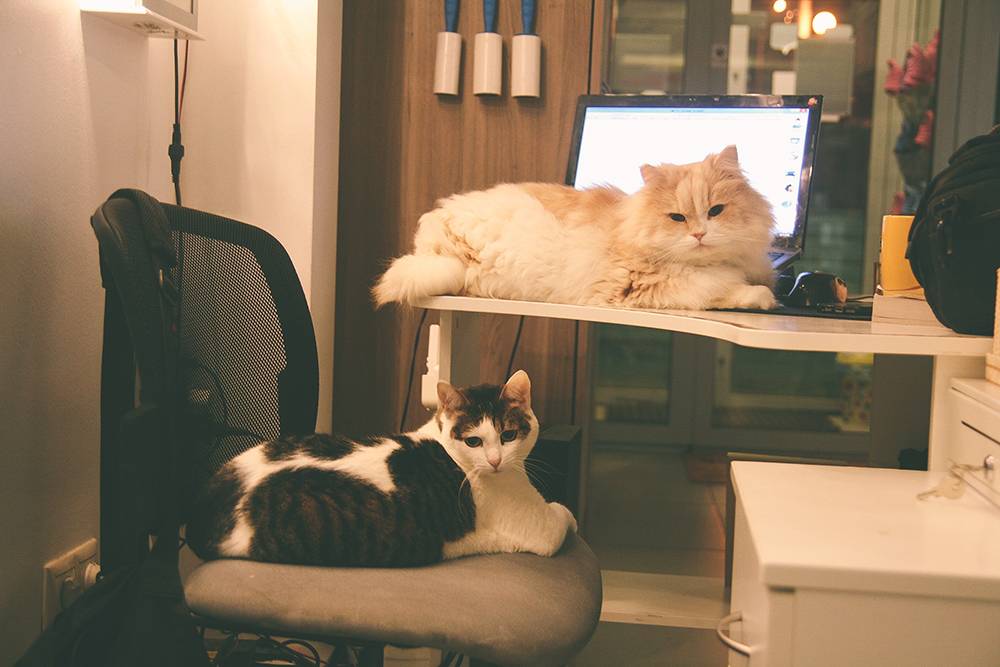 Прятать ноутбук от кошек не получится. Администратору нужен ноут, а с рабочего места администратора невозможно убрать котов. Так выглядит место администратора через долю секунды после его ухода, всегда