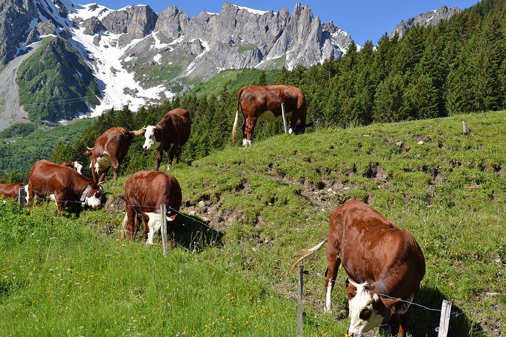Альпийские коровы на зеленых пастбищах, как из рекламы