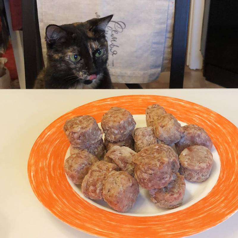 Котька надеется на фрикадельки, но ей достанутся только «камушки» сухого корма