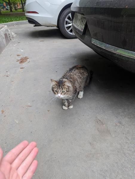 Осоед