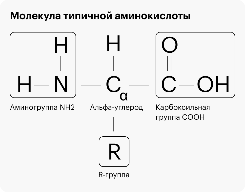 Аминокислоты: свойства, состав, для чего нужны, таблица, в чем польза ...