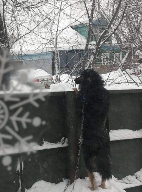 Собакен следит, как я убираю снег
