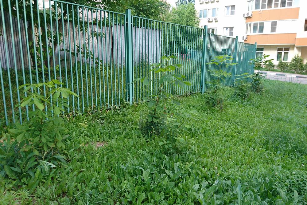 Эти каштаны вдоль забора нашего ЖК тоже пострадали от косильщика. В 2018&nbsp;году он срезал их вместе с травой выше уровня сетки. Сейчас каштаны могли&nbsp;бы быть выше