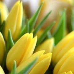 Анна Буркова