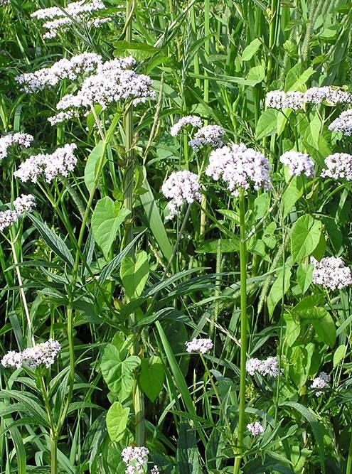 Валерьянка: как действует, помогает ли для успокоения, сколько, кому и ...