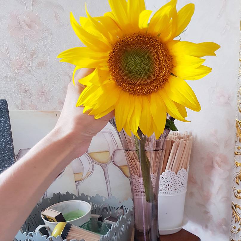 Сорвала красивый подсолнух