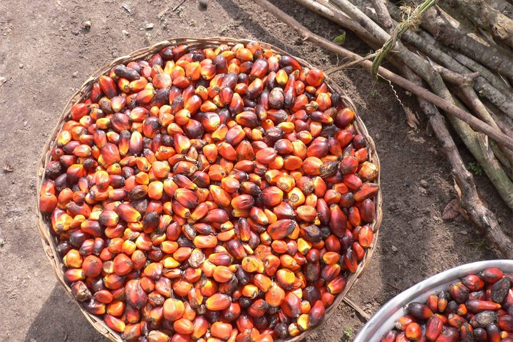Так выглядят плоды масличной пальмы, из которой делают пальмовое масло. Источник: checinternational.org