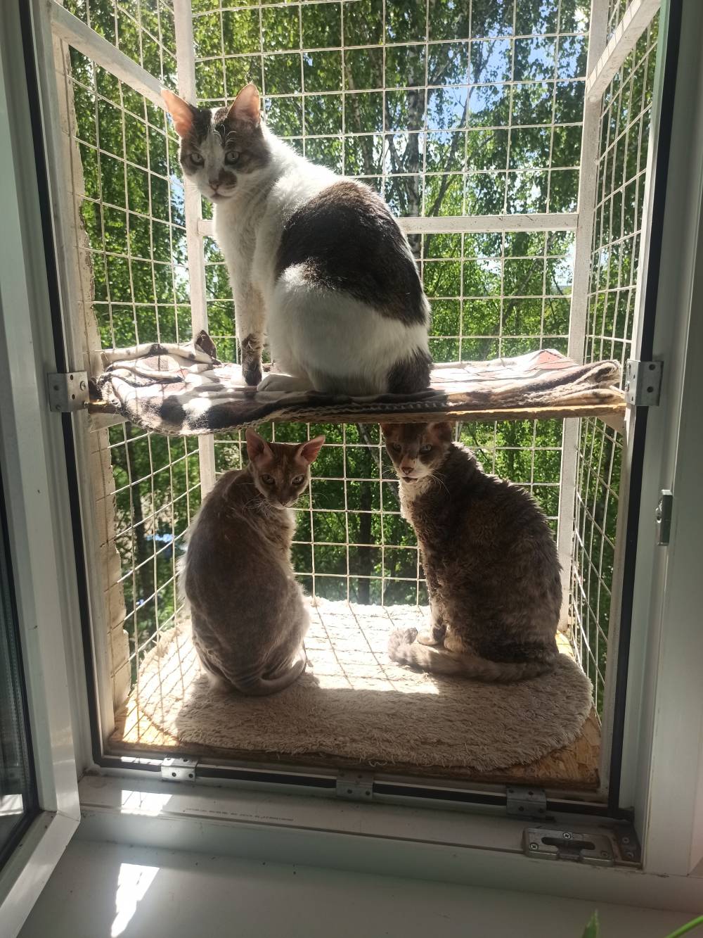Сколько лет котятам, когда кошки