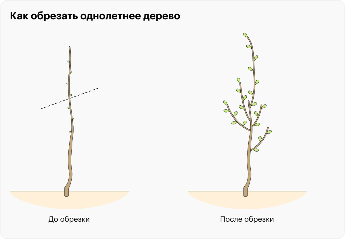 Как обрезать каштан