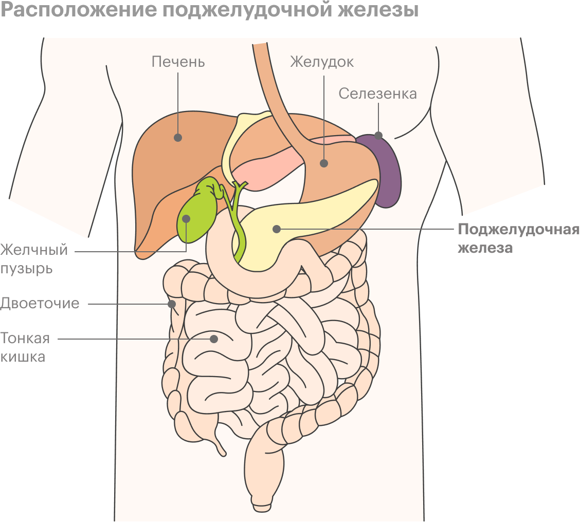 Поджелудочная железа находится в верхней левой части живота рядом с желудком