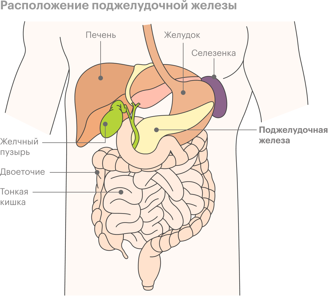 Где находится печень. Сальниковый бугор поджелудочной железы. Желудок и поджелудочная железа. Поджелудочная расположение у человека.