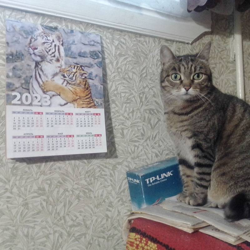Такие вот дома кошечки. Две девчули, как я их называю