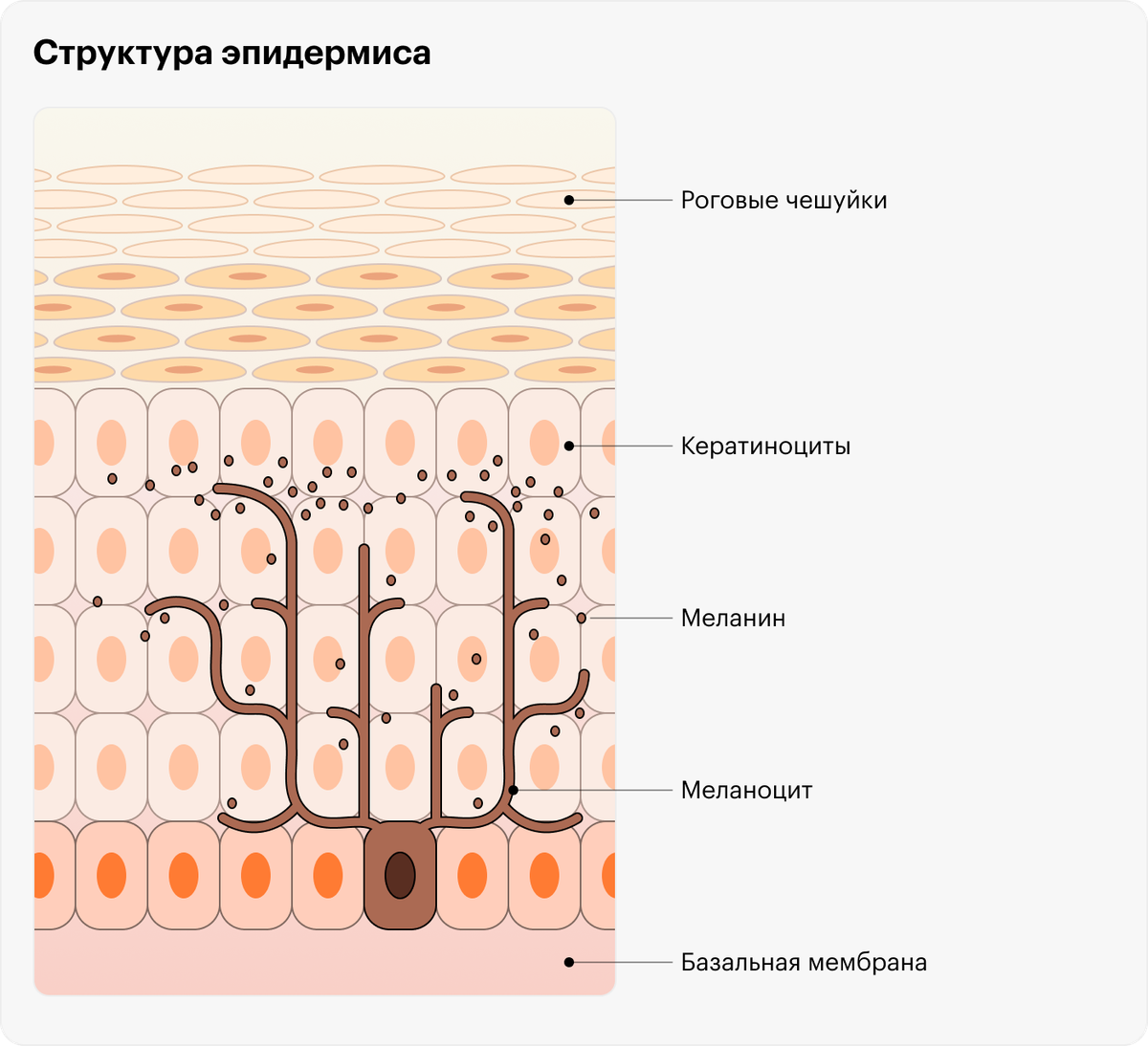 Меланоциты окрашивают кератиноциты меланином, который сами&nbsp;же синтезируют