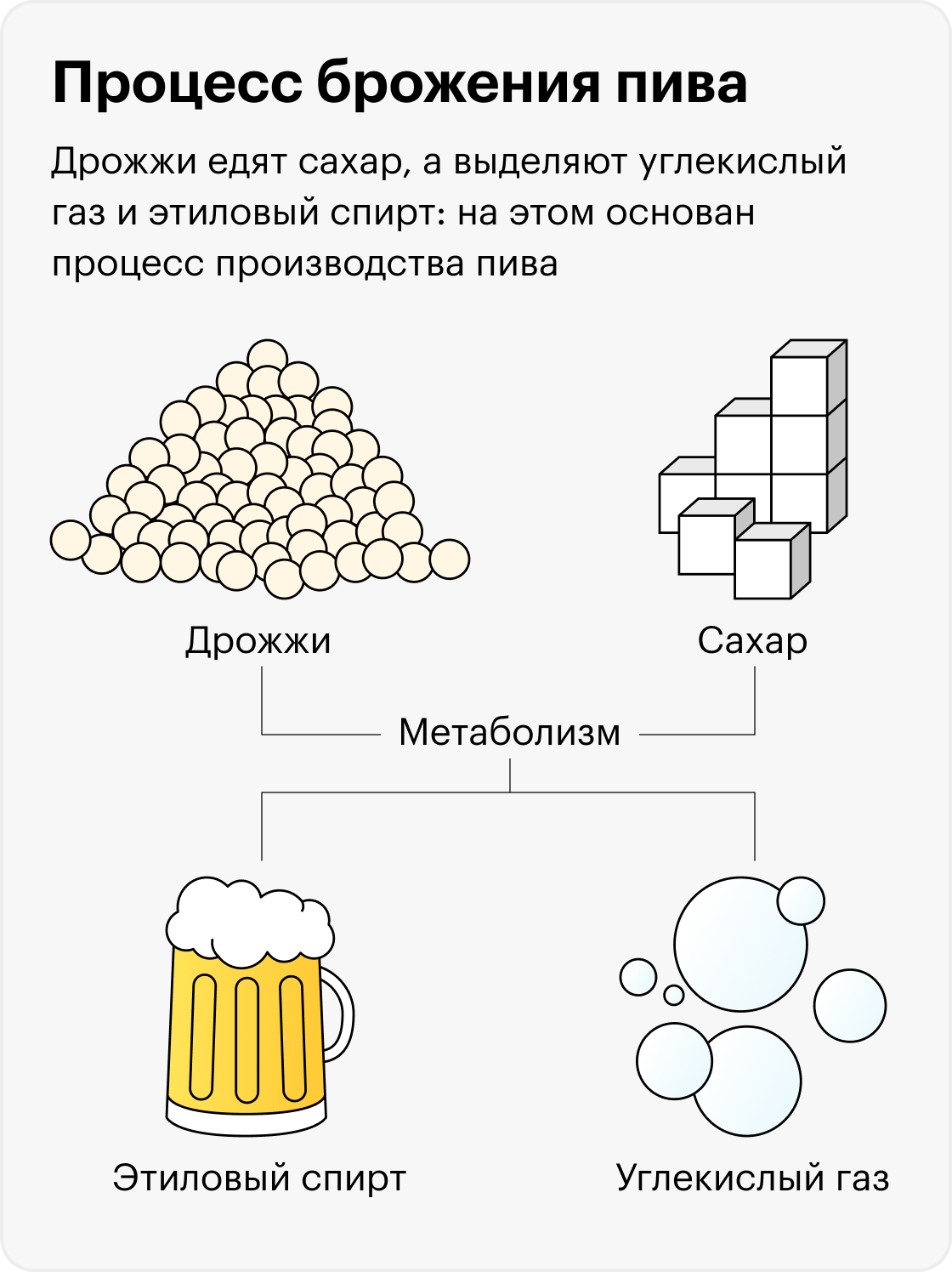 Ферментированные продукты: польза и вред, что к ним относится, список