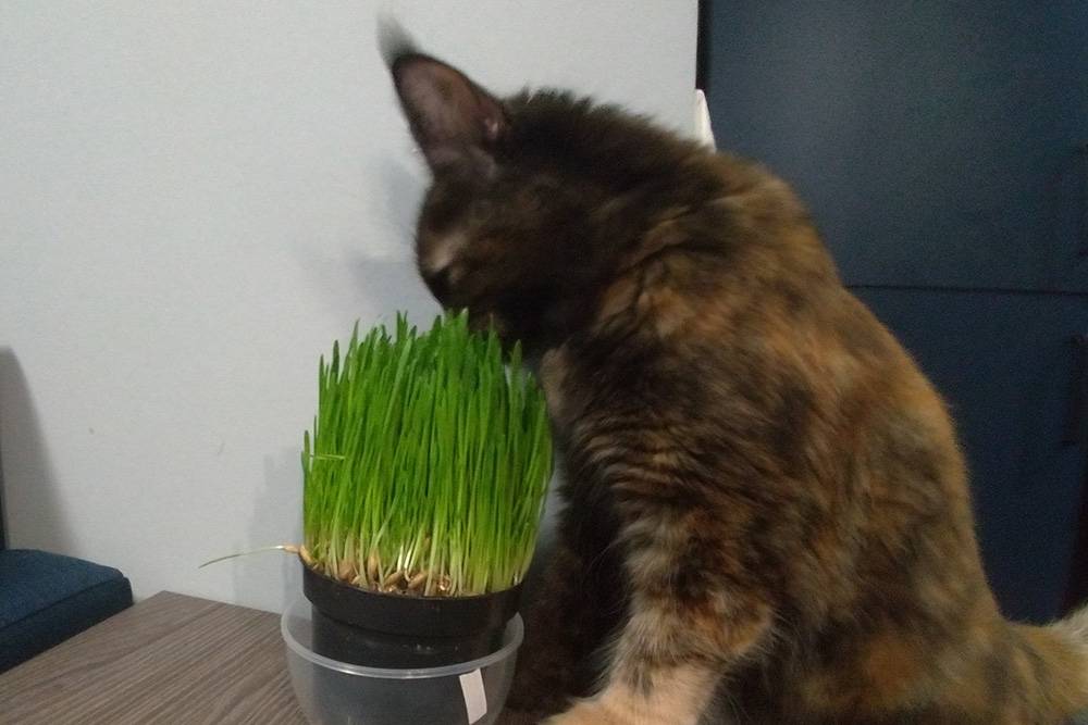 Овес кошке очень нравится, а к другим травам она равнодушна