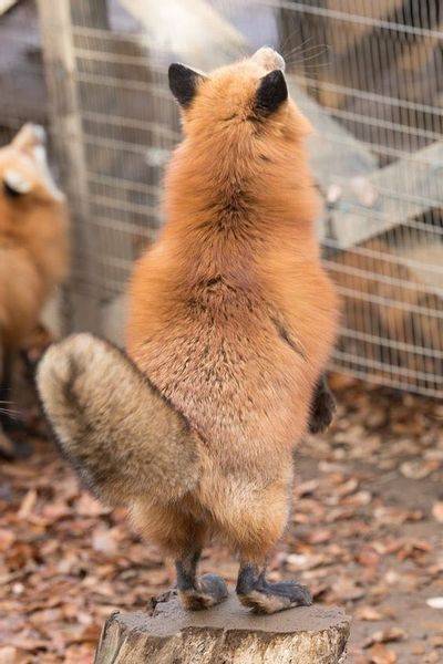 Кот под столом