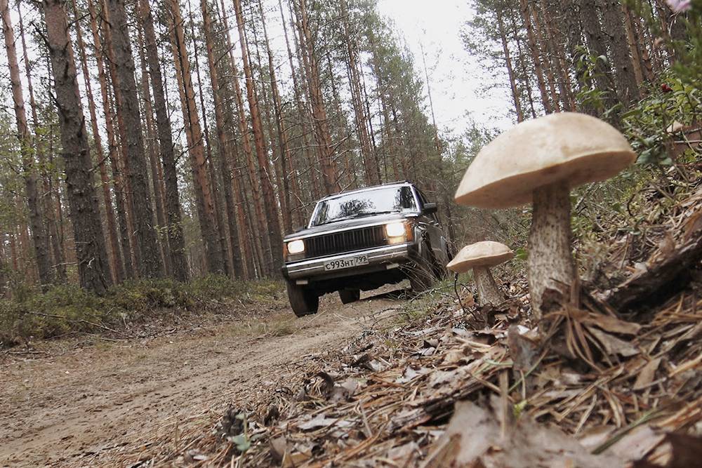 Подберезовики и мой джип в бору Архангельской области, в поисках боровиков