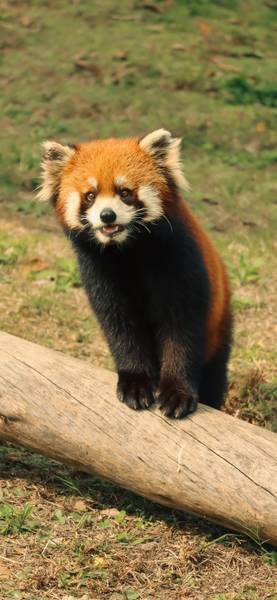 Альфред Сибатов