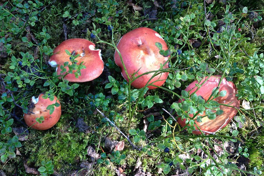 В Коми растет около 800 видов грибов. На фото — сыроежки. Их действительно можно есть сырыми, главное — снять красную пленку со шляпки