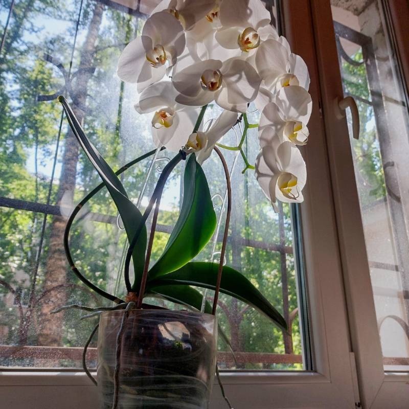 Этой орхидейке восемь лет, и в этом году она побила все свои рекорды по количеству цветков