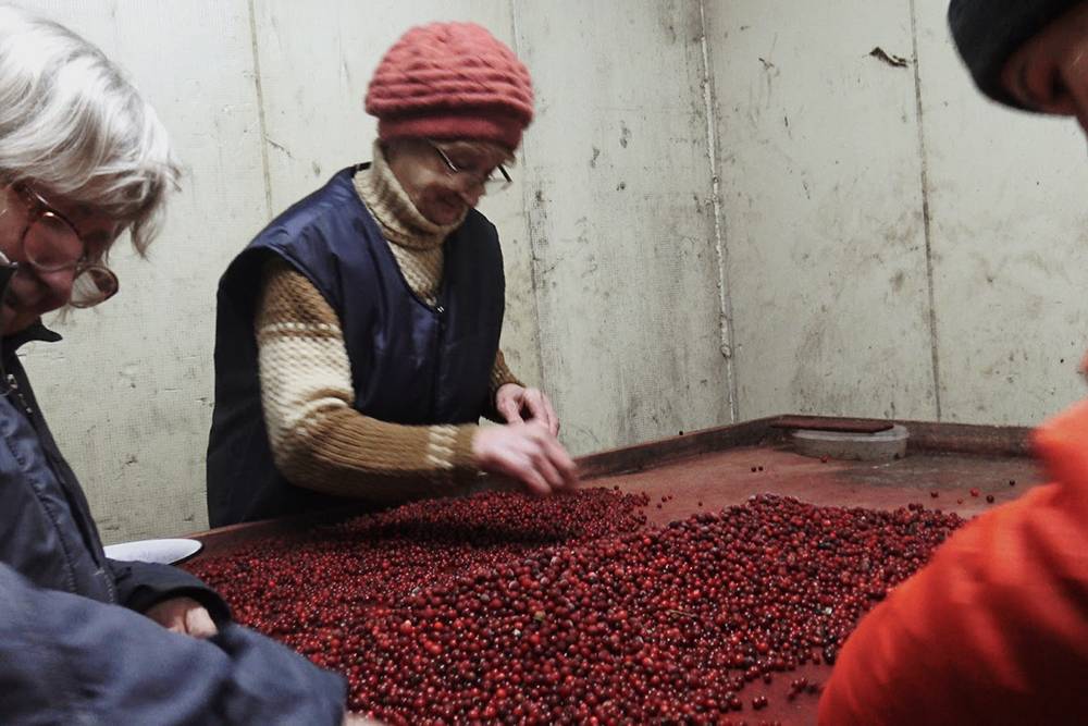 Ягоды в пункте приема