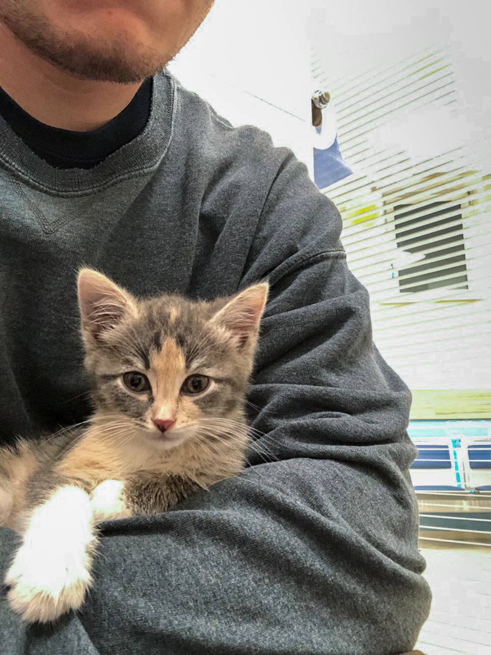 Можно ли перевозить корм для животных через границу