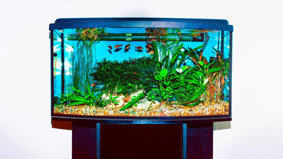 Сколько стоит содержать аквариум