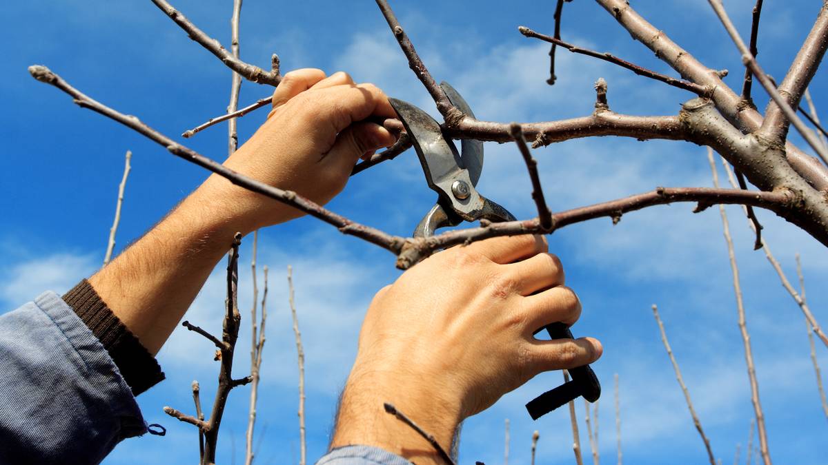 Обрезка плодовых деревьев: когда и как обрезать весной, чтобы повысить урожайность