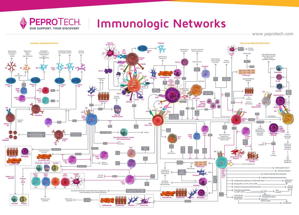И это еще упрощенная схема иммунного ответа. Источник: Lab-A-Porter
